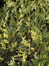 Juniperus chinensis 'Plumosa Aureovariegata' 